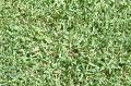 Lawn Empire Zoysia